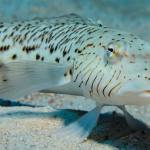 Red Sea Underwater