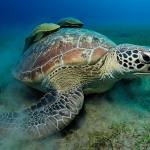 Red Sea Underwater