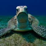 Red Sea Underwater