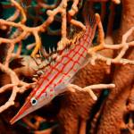 Red Sea Underwater