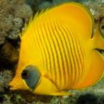 Red Sea Underwater