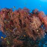 Red Sea Underwater