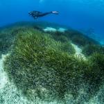 Underwater life Cyprus