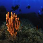 Underwater life Cyprus