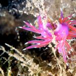 Underwater life Cyprus