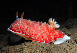 Nacktschnecke, Sternschnecke, Chromodoris, Niedere Tiere