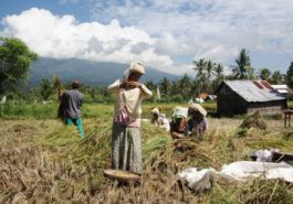 ber002075_farmer