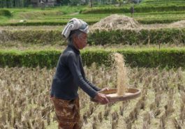 ber002075_farmer_1