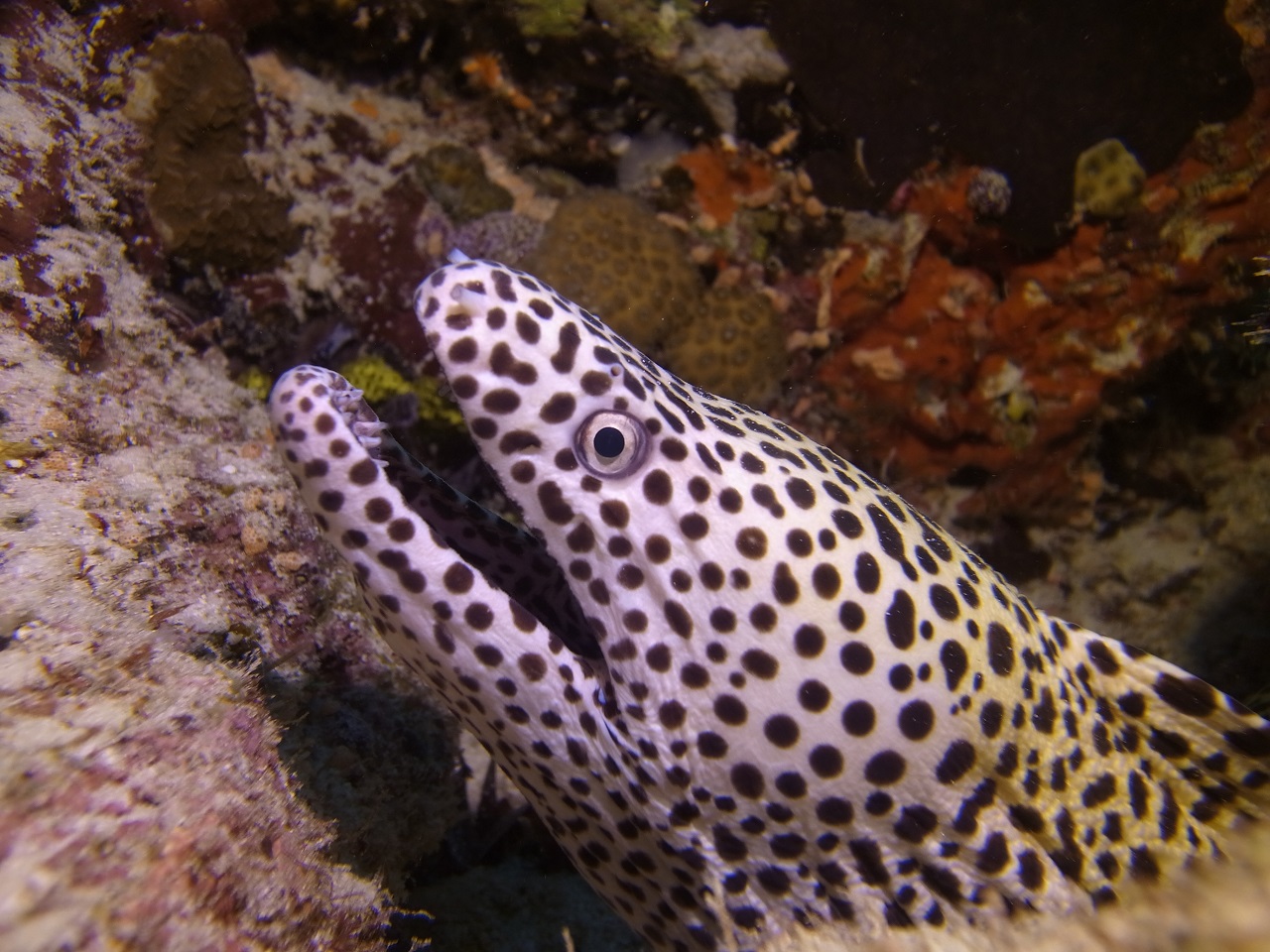 Sheena Logbook 01.04. 08.04.2018 Werner Lau Diving Centers