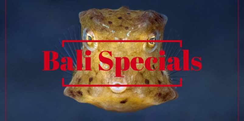 Bali Specials