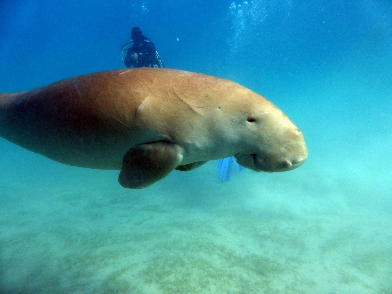 Dugong