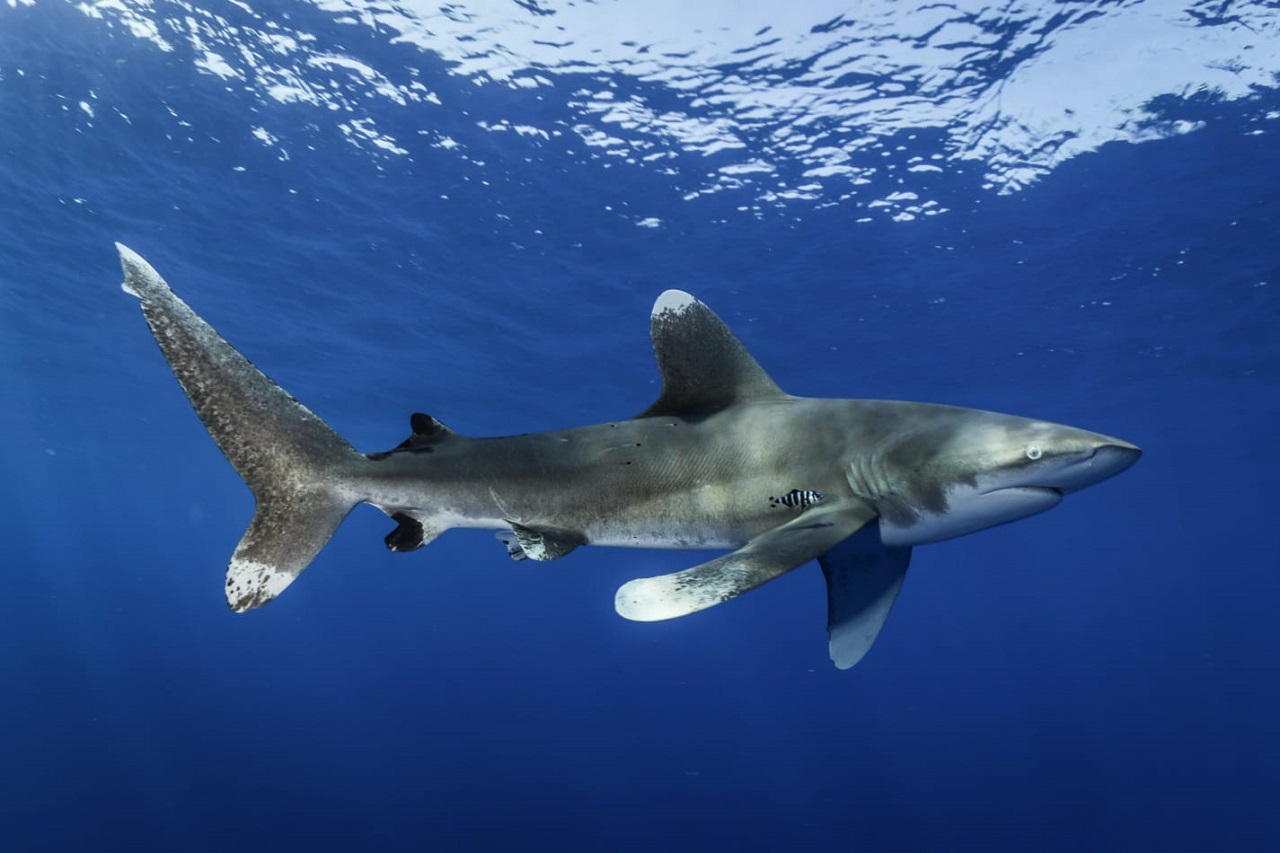Elphinstone Werner Lau Diving Centers