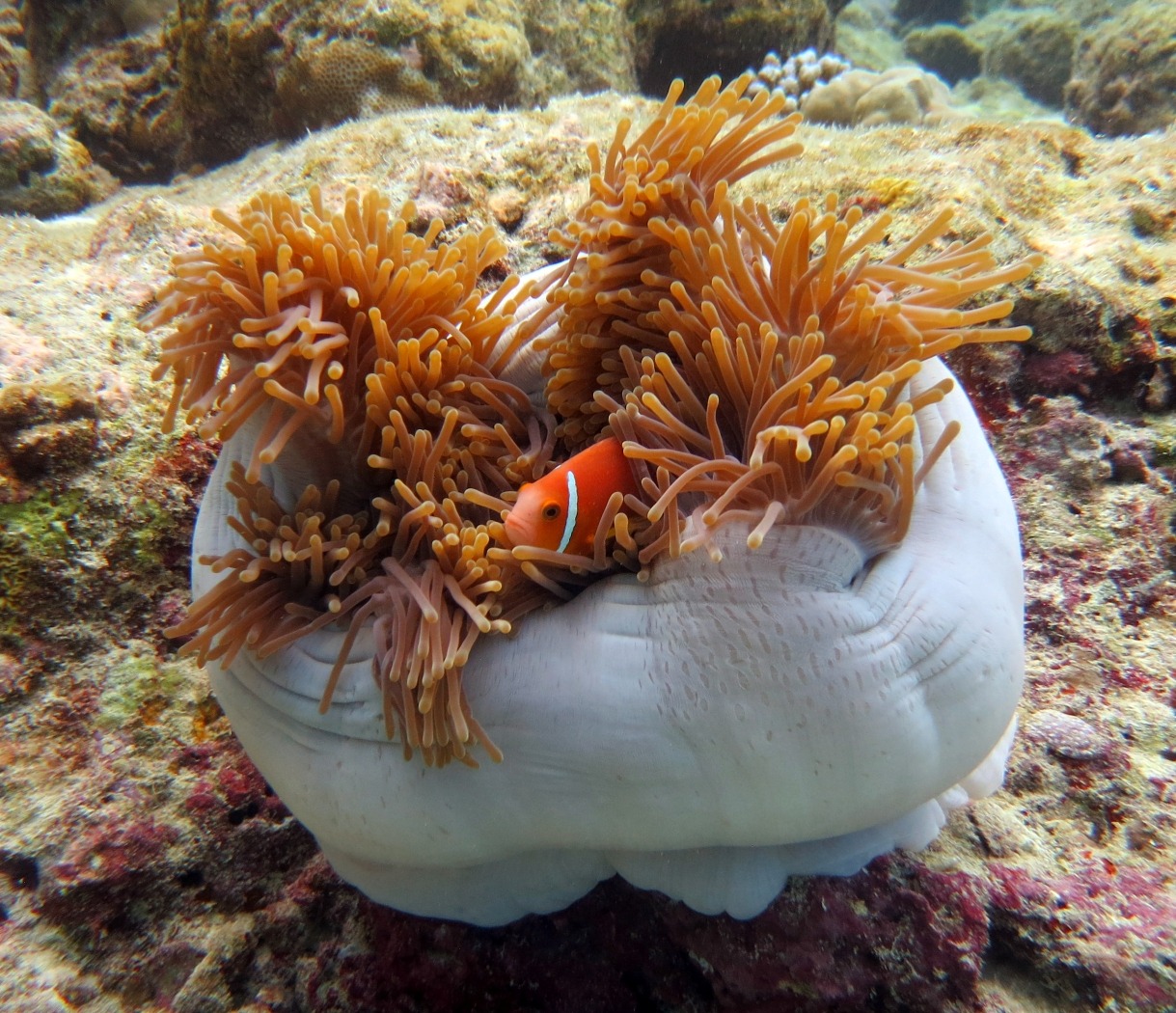 Annemonenfische Werner Lau Diving Centers