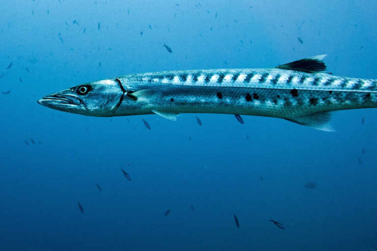 Große Barrakudas Werner Lau Diving Centers