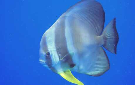 Batfish