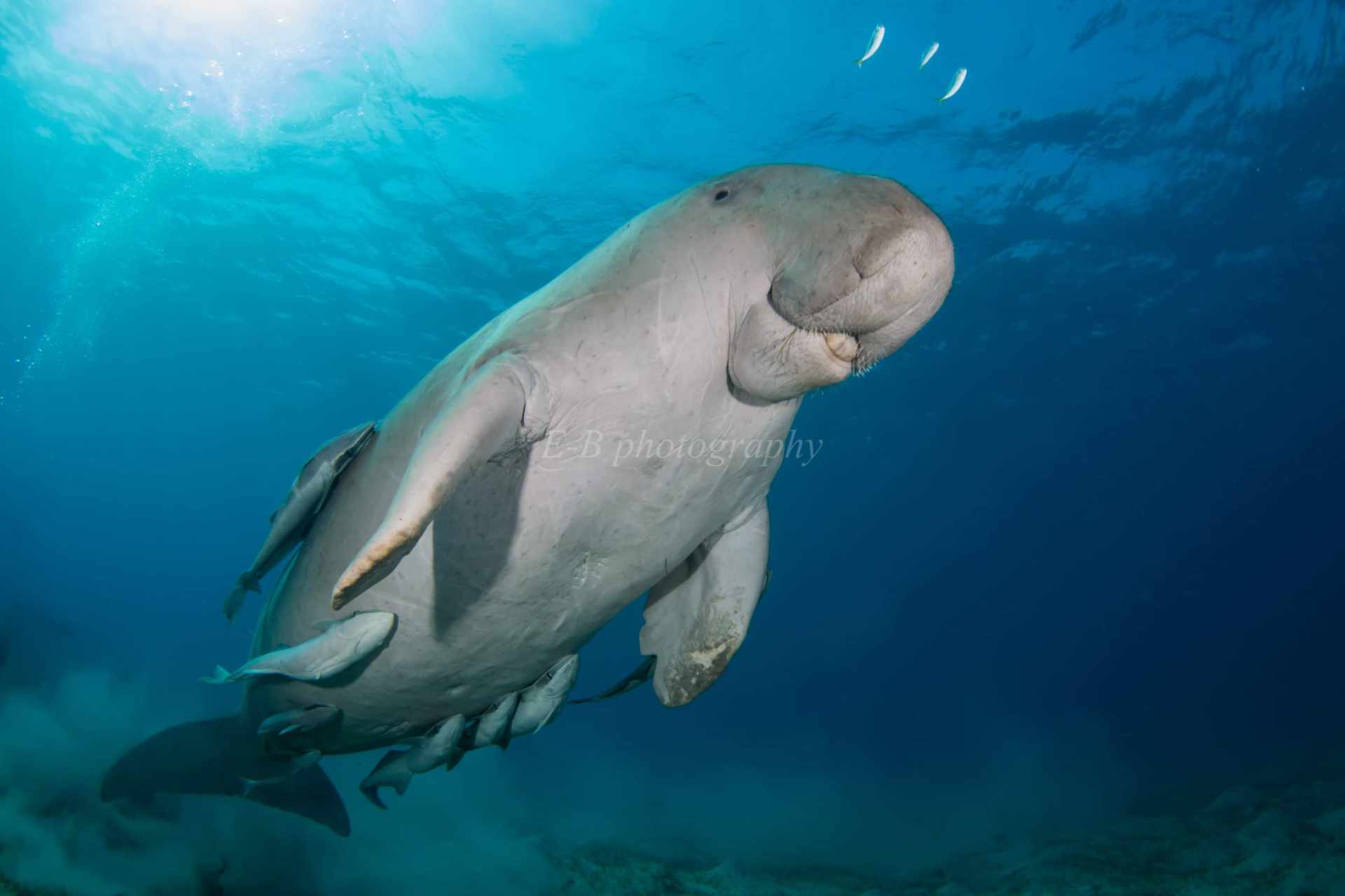 Dugong alarm Werner Lau Diving Centers