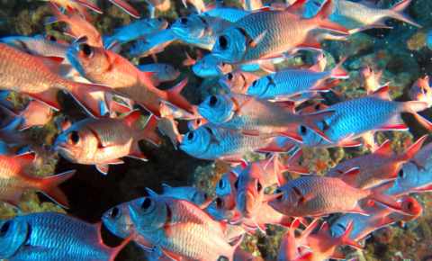Marine life