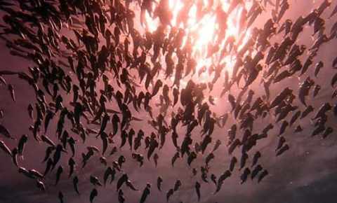 Schools of fish